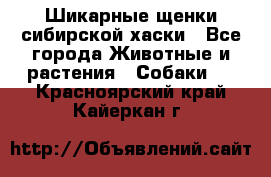 Шикарные щенки сибирской хаски - Все города Животные и растения » Собаки   . Красноярский край,Кайеркан г.